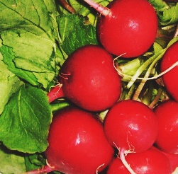 Präsentation von Radieschen #15: Lesung am 26.09.2010